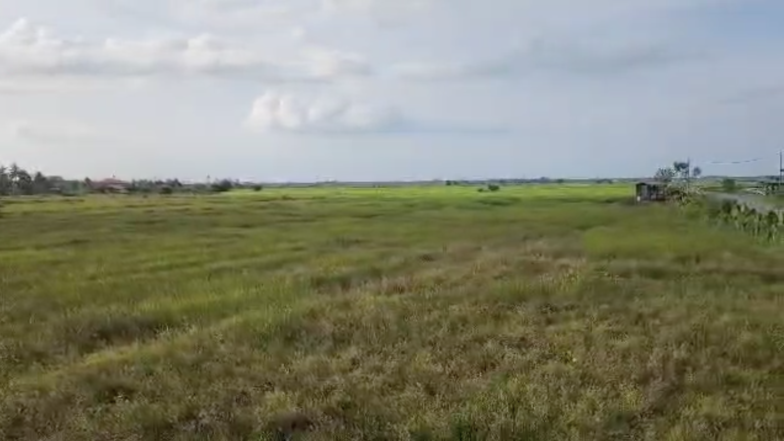 Paddy field at Kota Belud